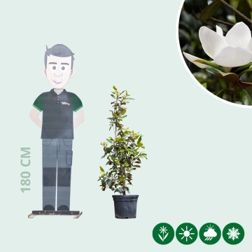 Magnolia grandiflora struik