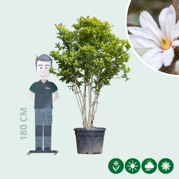 Magnolia 'Leonard Messel' struik