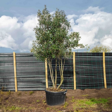 Steeneik meerstammig volgroeid #59