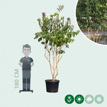 Zevenzonenboom meerstammig