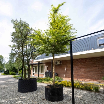 Gewone Japanse esdoorn hoogstam #13