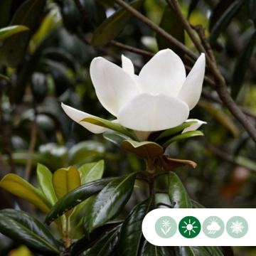 Magnolia grandiflora struik