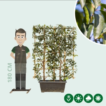 Portugese laurier haagelement 150 cm totaalhoogte