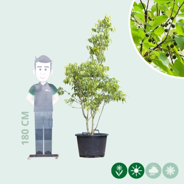 Netelboom meerstammig