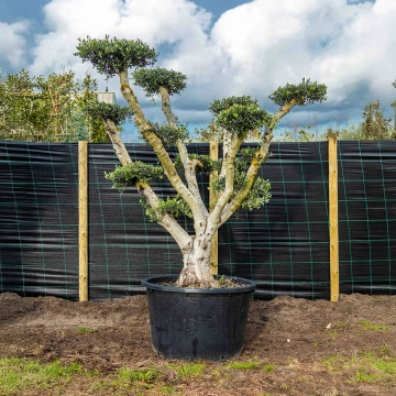 Olijfboom Pom Pon volgroeid #57