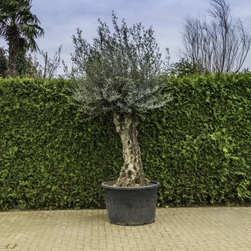 Olijfboom 'Bonsai' #99