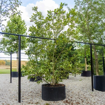 Magnolia Susan meerstammig #27