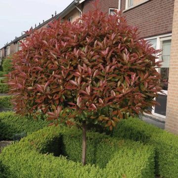 Welke boom past het best in jouw tuin?