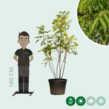 Bijenboom meerstammig