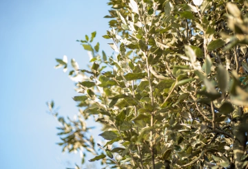 Welke bomen laten geen bladeren vallen in de herfst?