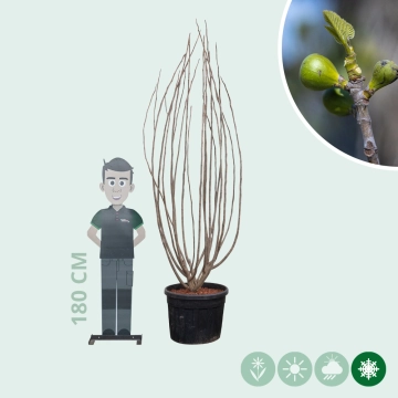 Vijgenboom meerstammig