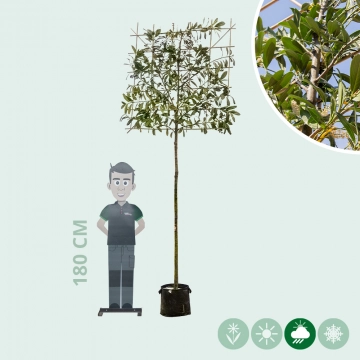 Leilaurier 200 cm