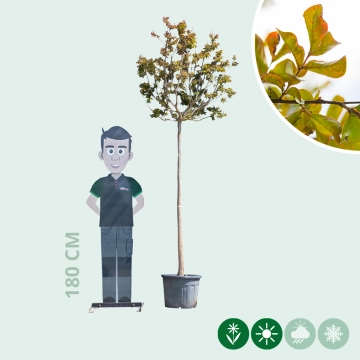 Gewone Lagerstroemia