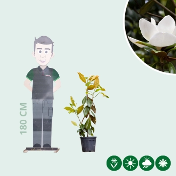 Magnolia grandiflora struik