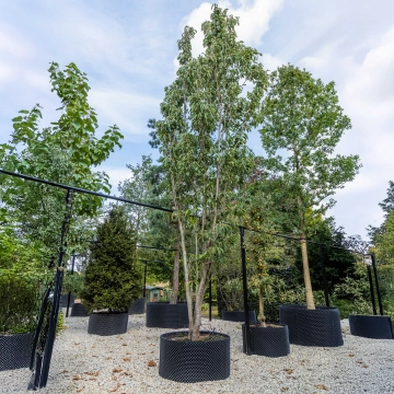 Japanse zuil sierkers #42