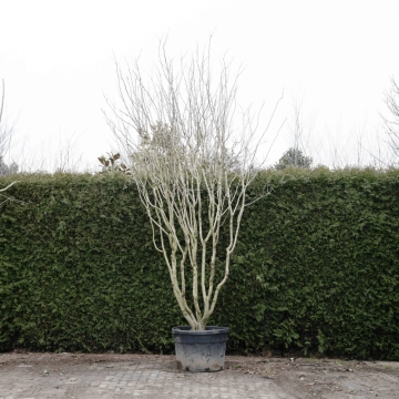 Judasboom 'Avondale' meerstammig #75