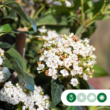 Bomen met witte bloemen