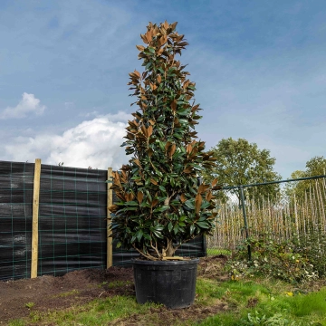 Magnolia grandiflora solitair #63