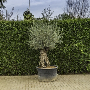 Olijfboom 'Bonsai' #97