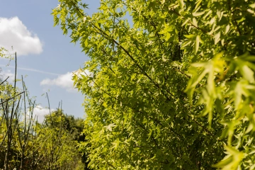Waar kan ik het beste bomen planten in mijn tuin?