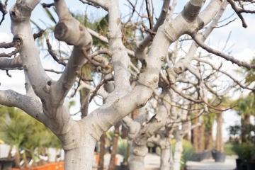 Welke boom heeft een witte schors?