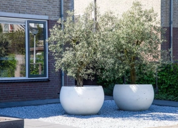 Een boom in pot plaatsen: waar moet je op letten?