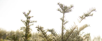 De beste bomen voor vogels in jouw tuin