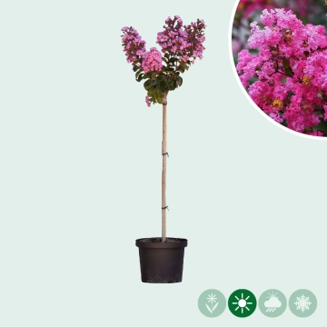 Lagerstroemia 'Enduring Pink'