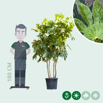 Vingerplant meerstammig