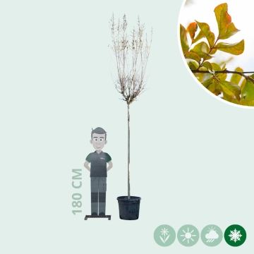 Gewone Lagerstroemia