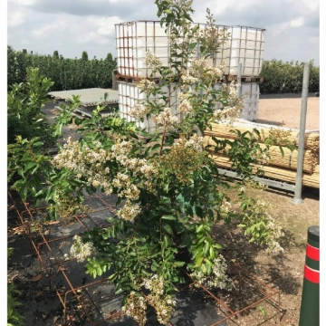 Lagerstroemia solitair