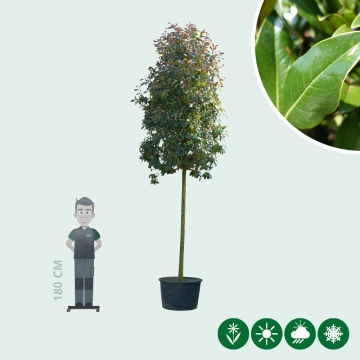 Glansmispel boomvorm