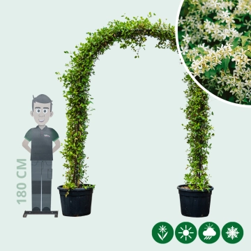 Toscaanse jasmijn boog