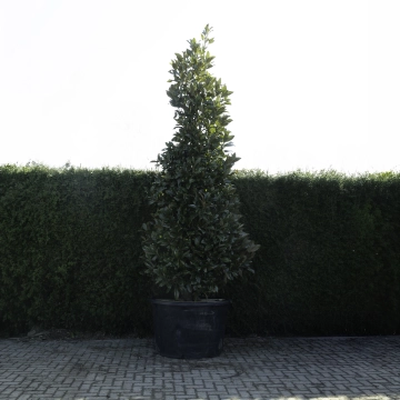 Magnolia grandiflora solitair #81