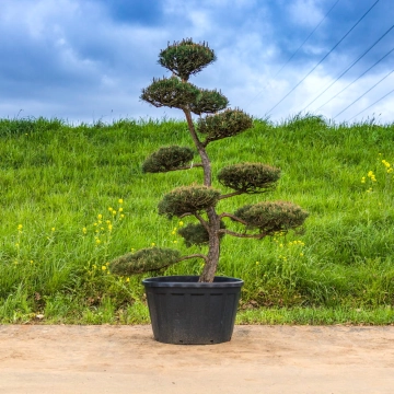 Zwarte den Bonsai #143