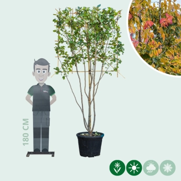Parrotia leiboom meerstammig