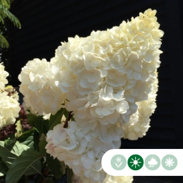 Hortensia 'Vanille Fraise' hoogstam