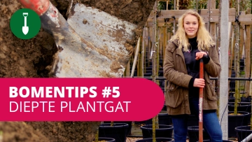 Bomentip #5 De diepte van een plantgat