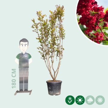 Lagerstroemia Indica 'Dynamite' meerstammig