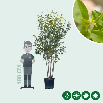 Japanse liguster meerstammig