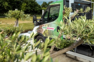 Beste tijd om bomen te planten