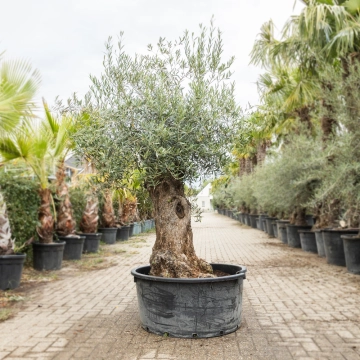 Olijfboom 'Bonsai' #195