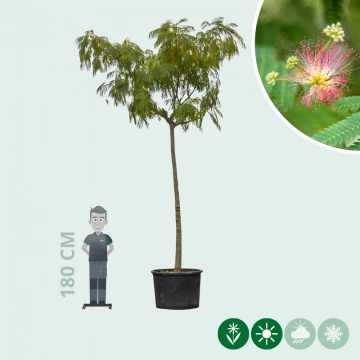 Perzische slaapboom