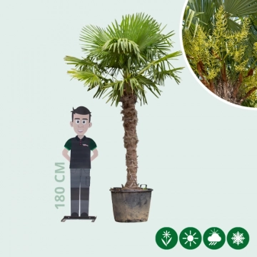 Chinese waaierpalm 160 cm stamhoogte
