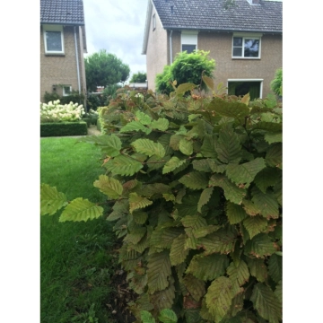 Gewone haagbeuk 150 cm