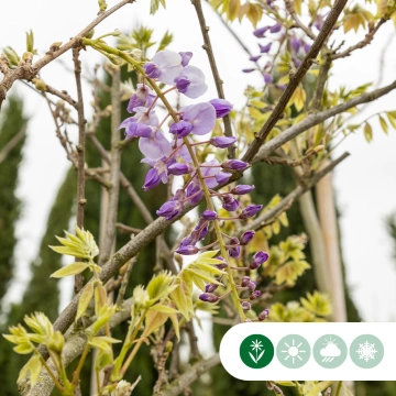 Blauwe regen sinensis