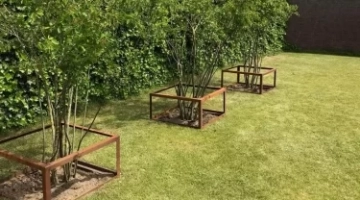 De mooiste meerstammige bomen