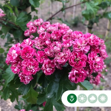 Bomen met roze bloemen