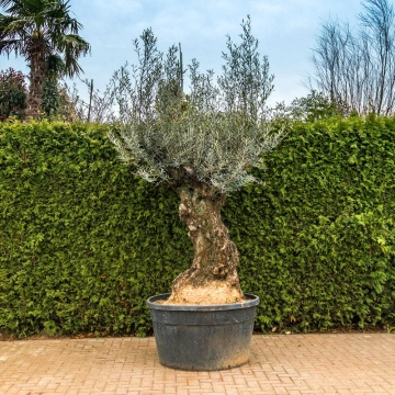 Olijfboom 'Bonsai' #103