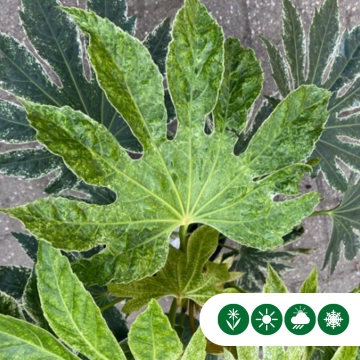 Vingerplant meerstammig